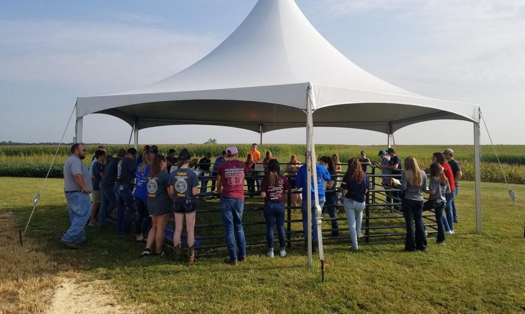 Students judging hogs